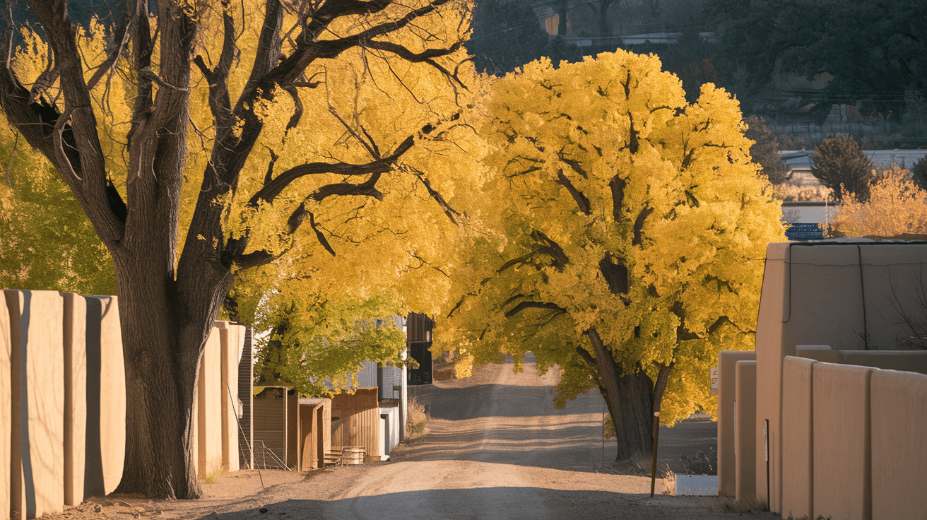 Golden cottonwood trees lining a dirt road along an acequia in Albuquerque's North Valley, with adobe walls and late afternoon autumn light filtering through the canopy